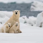 ¿Por qué no hay osos polares en la Antártida?