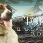 La conmovedora historia de Tom, el perro artillero